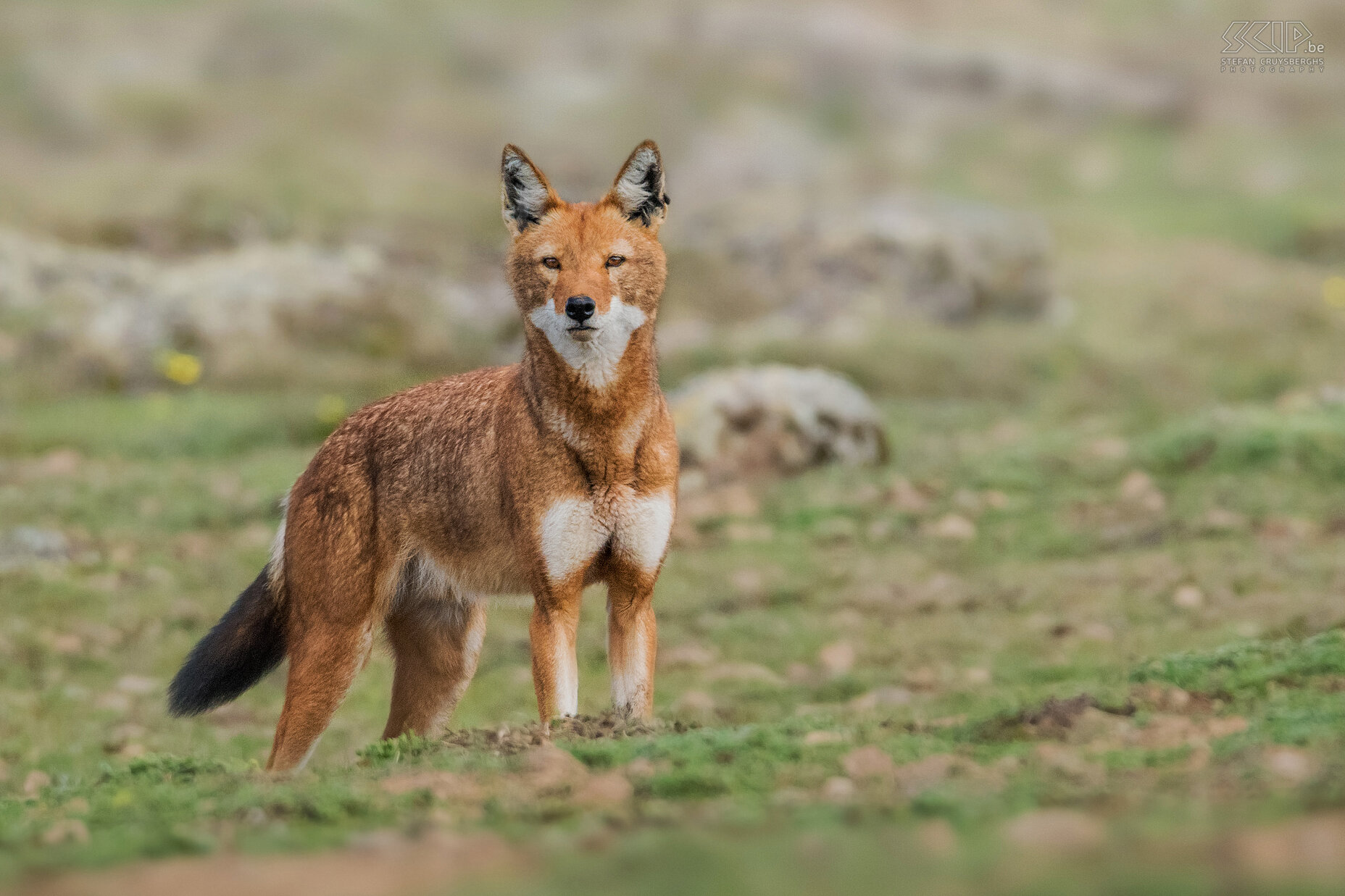 Bale Mountains - Sanetti - Ethiopian wolf Bale Mountains (BMNP) is the best place to observe the world's rarest canid and Africa's most endangered carnivore; the Ethiopian wolf (Canis simensis). It is estimated that only 400 to 520 animals live in highlands of Ethiopia. During 3 days we were able to spot several wolves. Stefan Cruysberghs